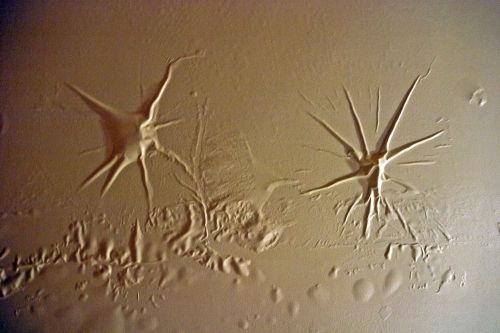 Araignees-au-plafond-2,-plu.jpg