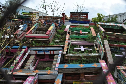 Le potager apparaît (2).JPG